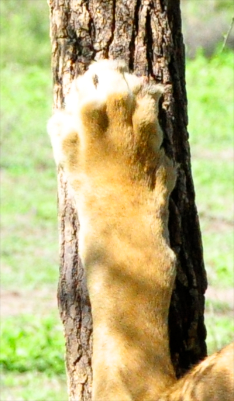 Ngorongoro Crater - Serengeti National Park